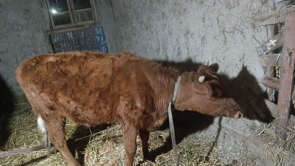 G‘unojin 1.5.yosh boqiladigan