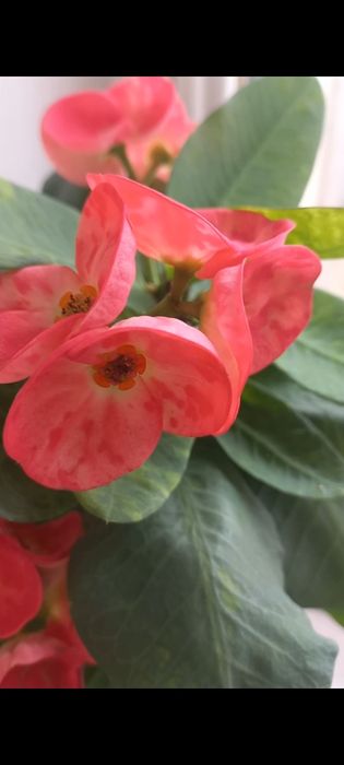 Молочай миля сортовые