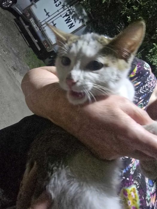Маленький котенок