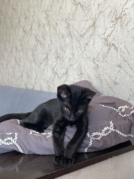 Котенок ищет дом и любящих хозяев