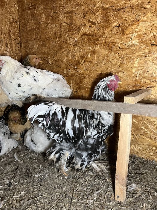 Брам продам узынагаш