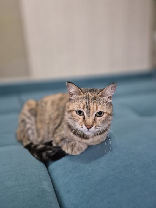 Ищу кошке свой дом