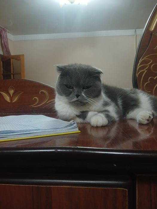 Scottish Fold sotiladi