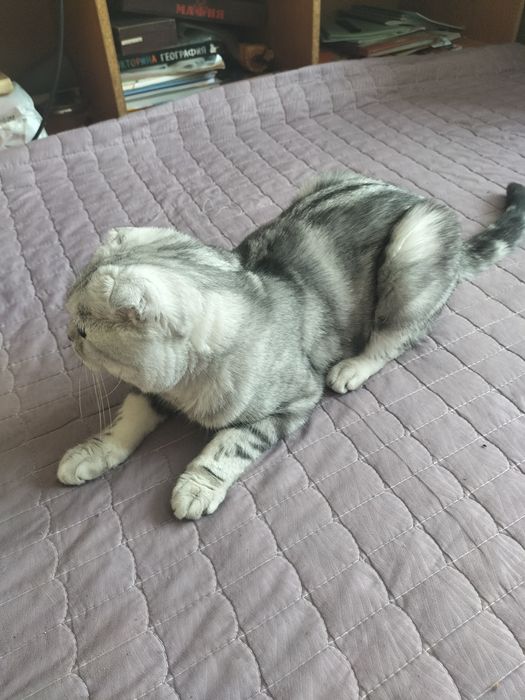 Кот Шотландский ищет подружку для вязки