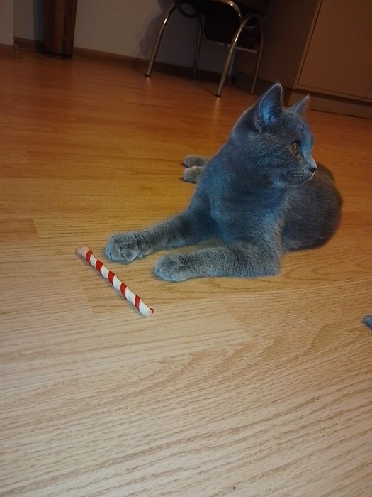 Малко Британче .