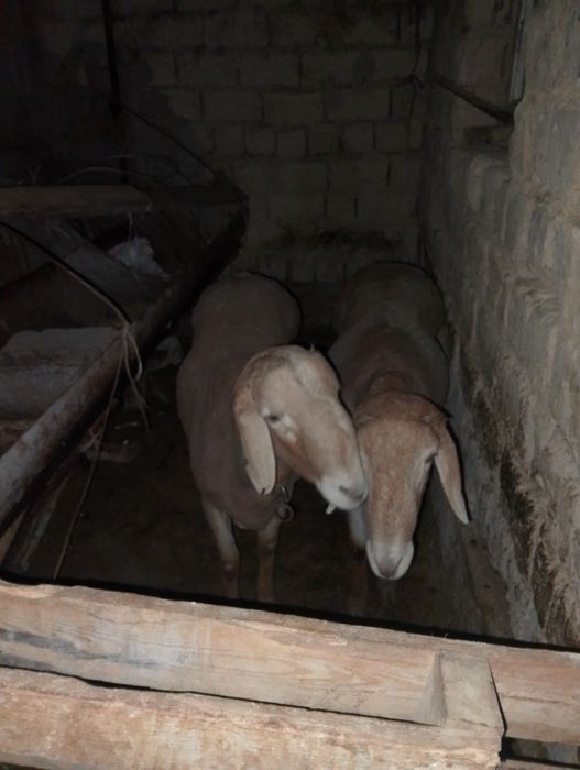 Қошқарлар бар 1 жасар ұрыққа 2 еуі