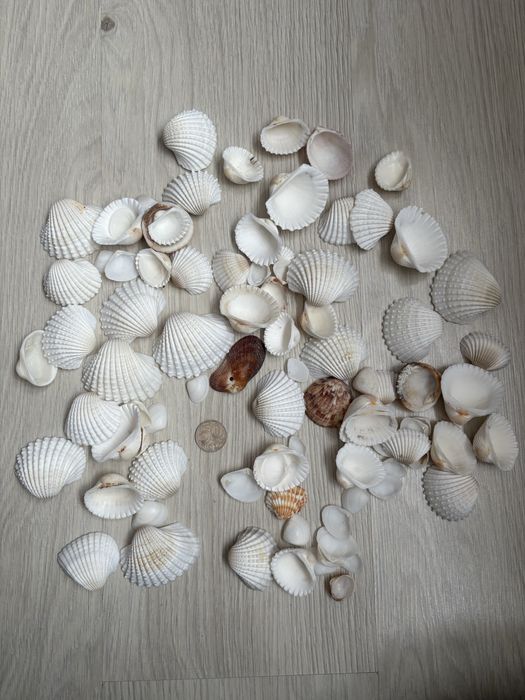 Ракушки для аквариума