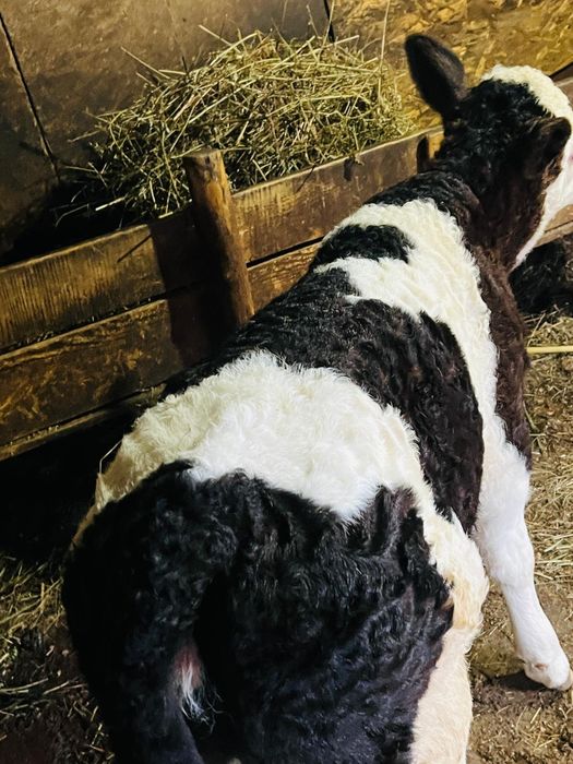 Ofer spre vânzare o vițea!