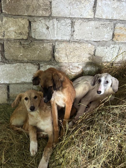 Тазы  иттер грей