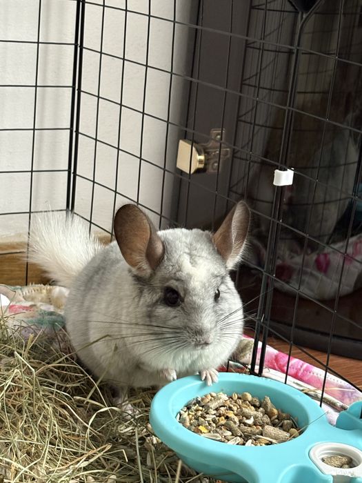 Vand chinchilla mascul