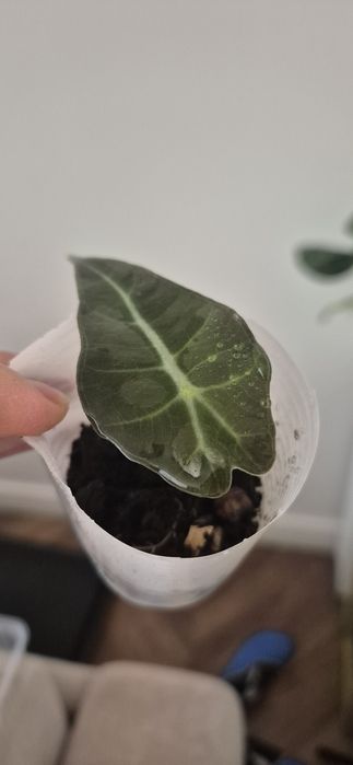 Алоказия полли клон