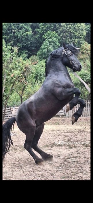 Vând armasar cu acte în regula!