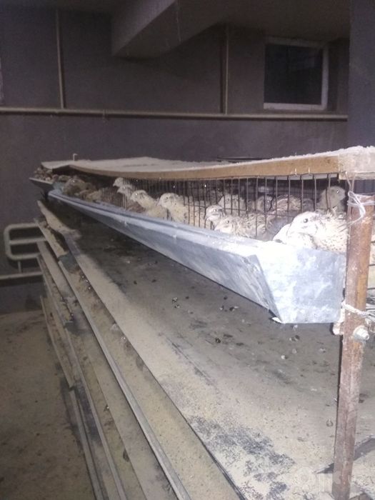 Bedana qafas sotiladi
