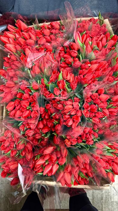 ТЮЛЬПАНЫ 800тг местные 60см