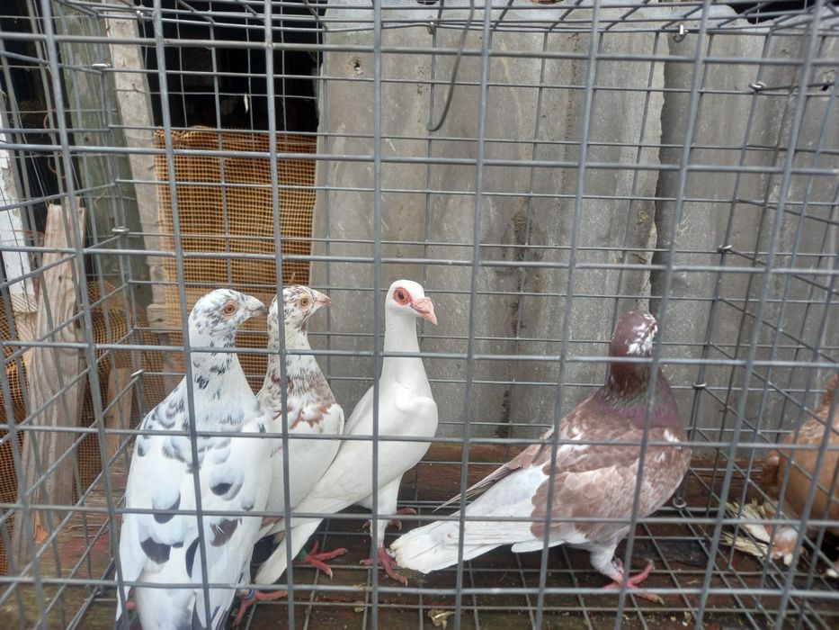 Porumbei dv , chingi,germani, curcani indieni, etc