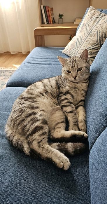 Американский короткошерстный кот