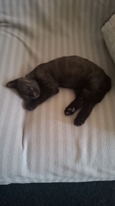 Котенок шотландец