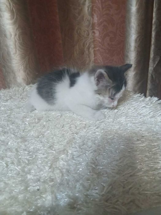 Отдадим в хорошие руки котика