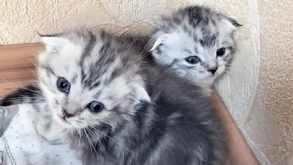 Вислоухие котята