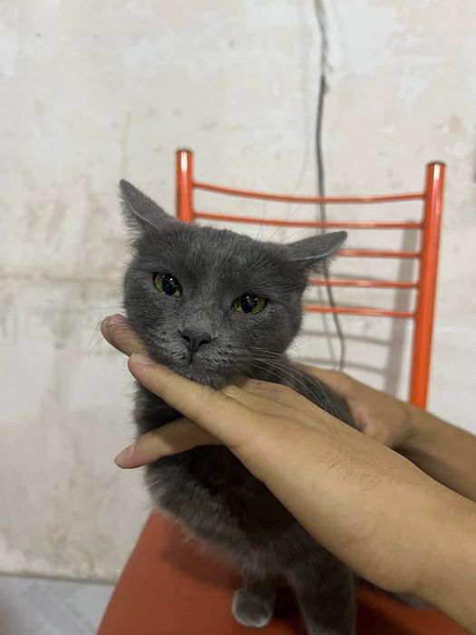 Xonaki mushuk sotiladi