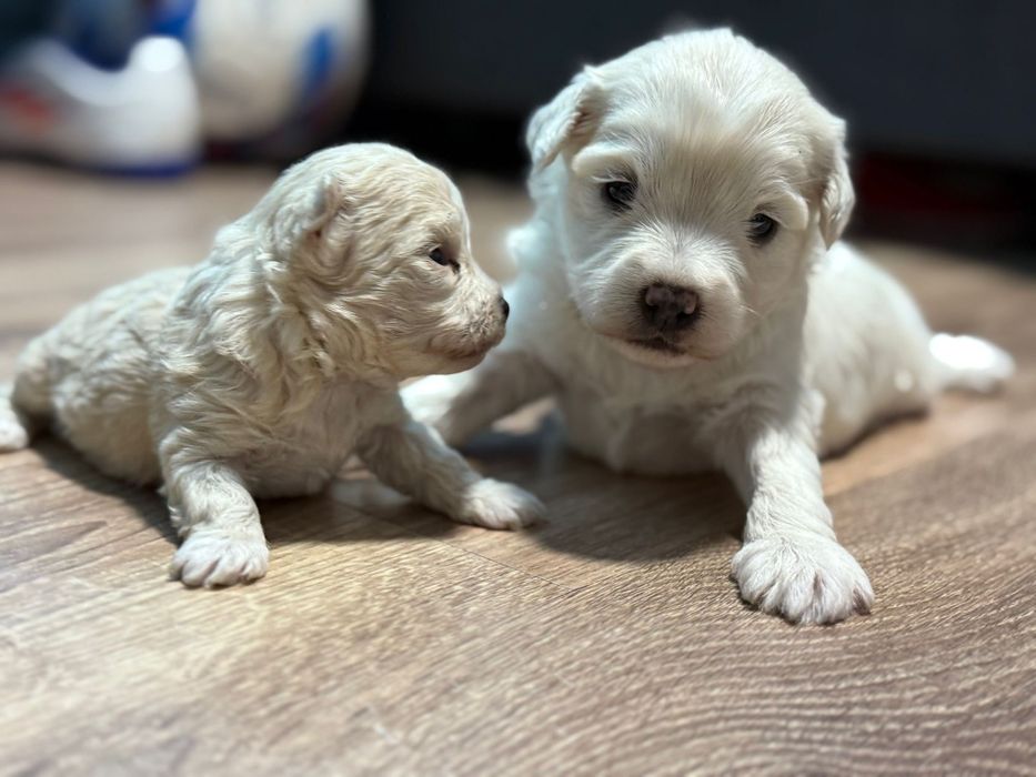 Cățeluși Bichon Maltez