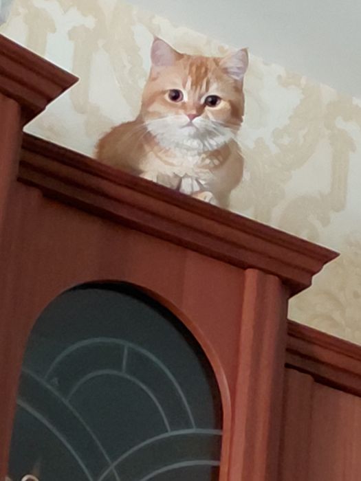 Продаётся шотландский скотиш страйт