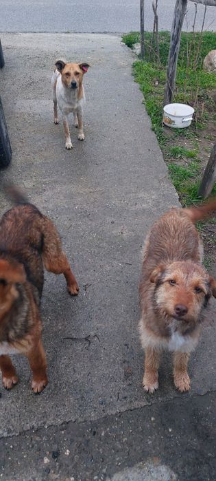 Cățelușe spre adopție