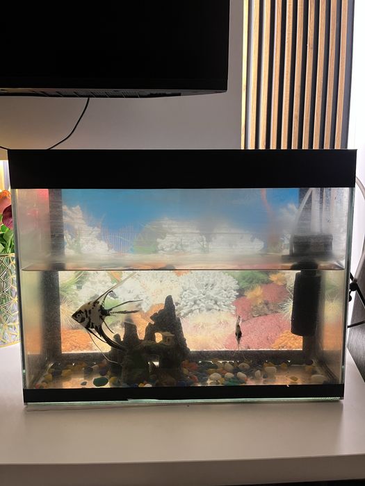 Аквариум с 3 рыбами, в комплект идет корм,фильтр,камушки.