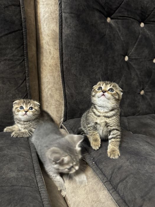 Шотландские вислоухие котята . Shotland zotli mushukchalar.