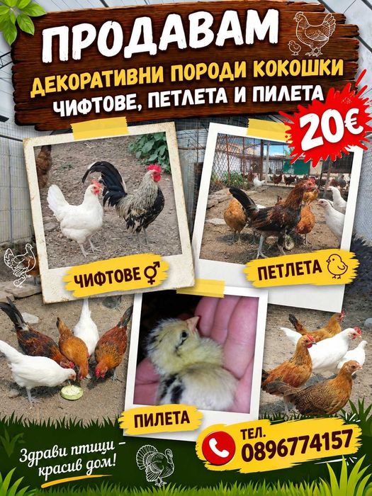 декоративни кокошки в различни разцветки