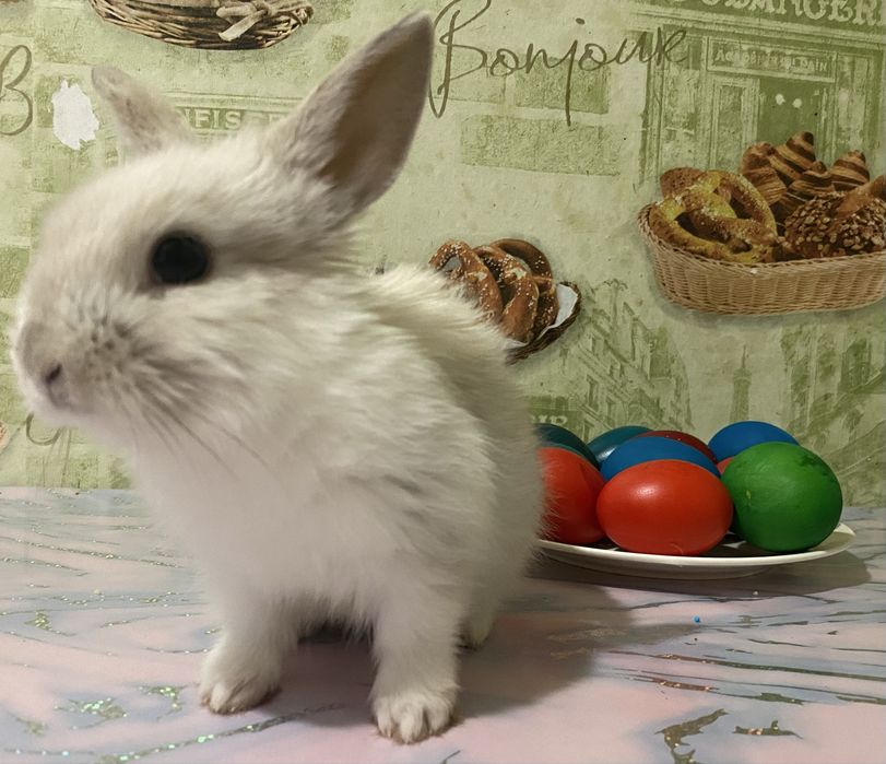 Продам дикаративного кролика