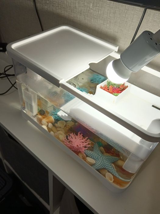 Продам террариум с черепашками