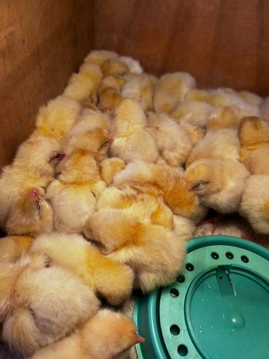 Цыплята суточные только петушки