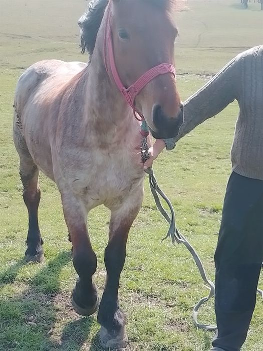 Iapa blândă de vânzare