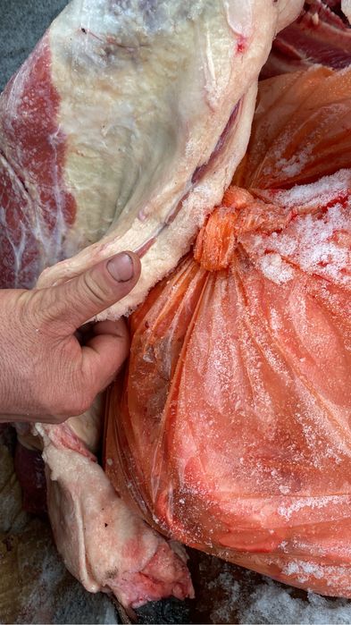 Соғымға семіз жабағылар