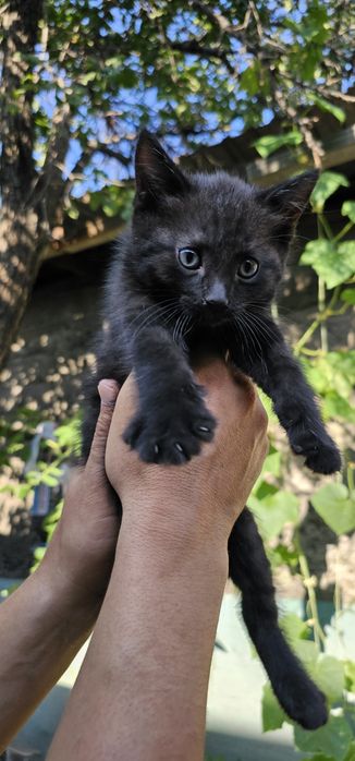 Бесплатно.  Котята