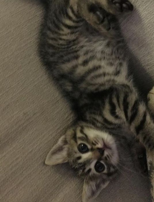 American shorthair