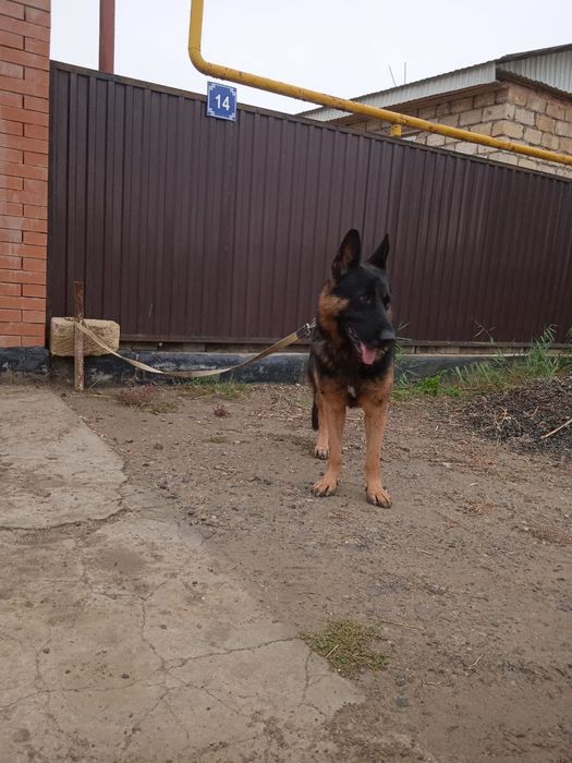 овчарка немецкий