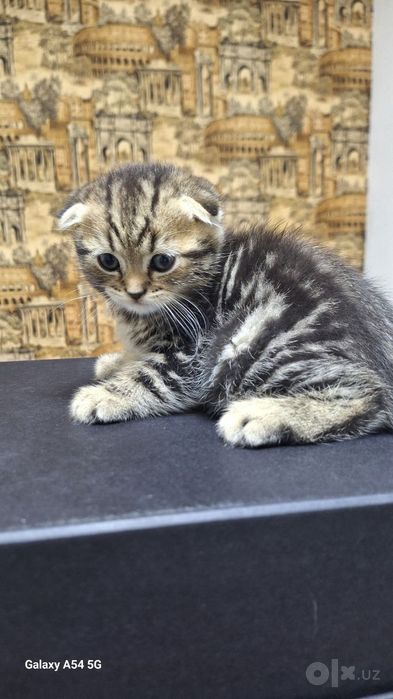 Скотиш фолд 1.5 oylik