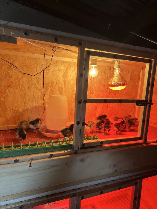 Precomenzi pui australorp negru /albastru