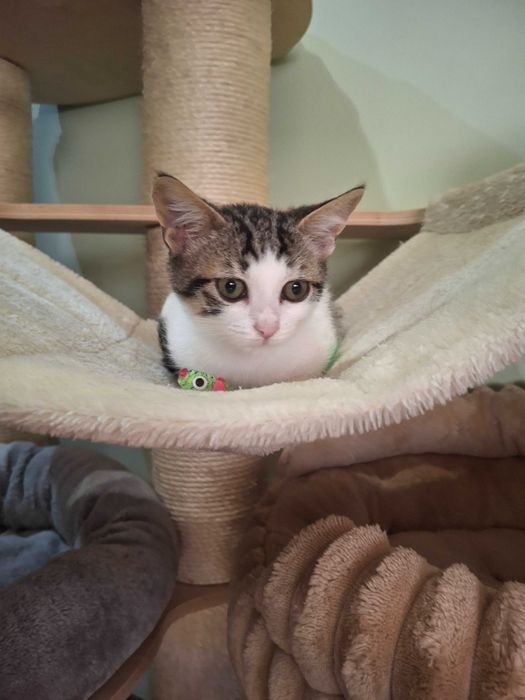 Коте на 4 месеца търси дом