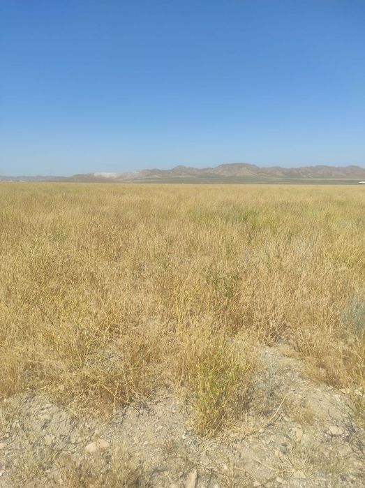 Undov, yogʻ olish uchun oʻsimlik