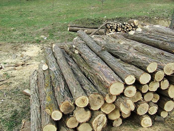 Spalieri din salcam si din beton