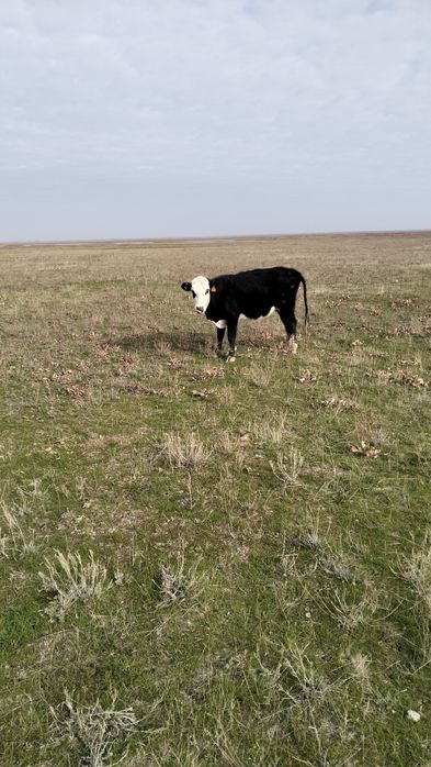 Откормға қысыр құнажындар сатылады