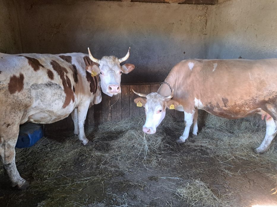 De vânzare doua vaci ,tinere, detalii la 0754652785