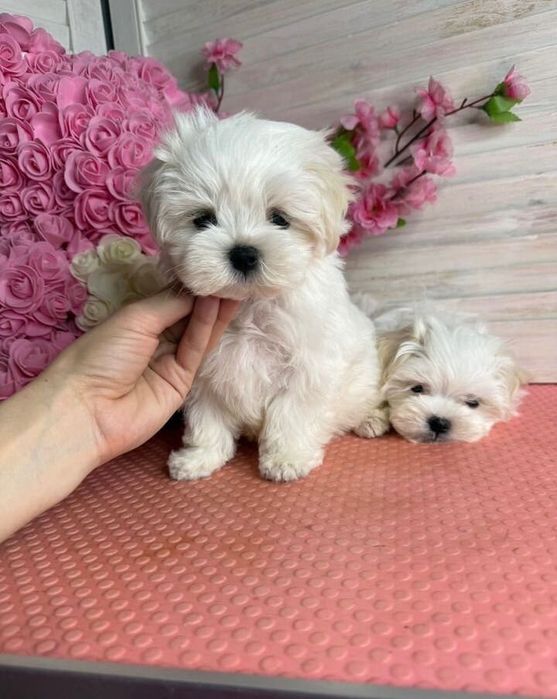 Bichon maltez mini Toy