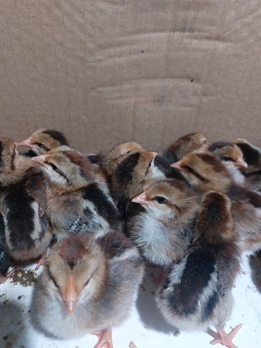 Цыплята.Гусята.Утята.