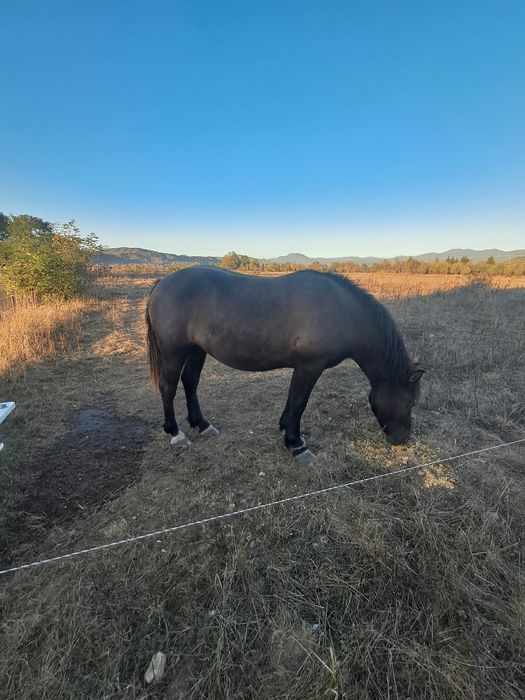 Manza de 2 ani de vânzare