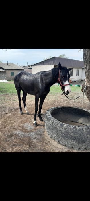 Лошадь кобыла.  .