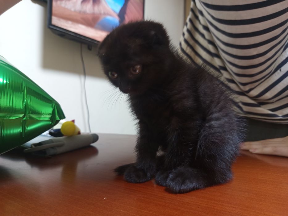 Продаем котенка в хорошие руки